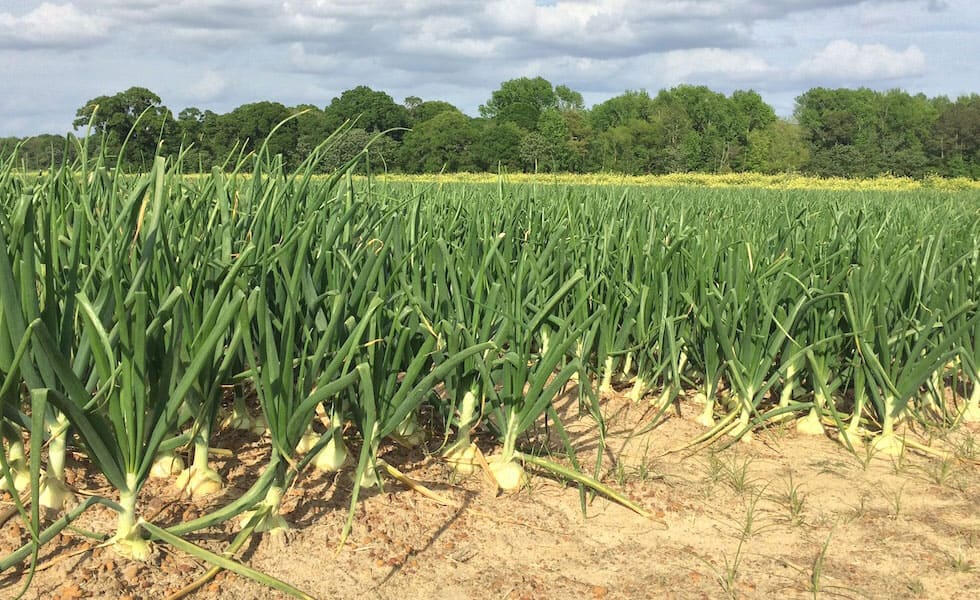 Vidalia onions in a field
